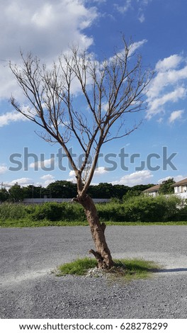 Dry tree in sunny
