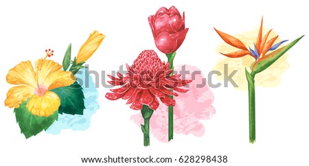 Tropical flower in water color style set.Yellow hibiscus,Red Torch Ginger and Bird paradise.