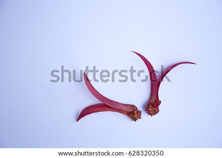 Dipterocarpus alatus on white background