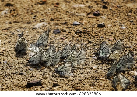 Group boyaryshnits butterflies (Aporia crataegi) basking in the sun. Close-up.