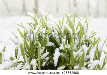 Unexpected snow in april. Grass, young green leaves covered by spring snow.