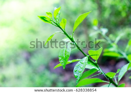 Raining drop on green leaf with blur garden background.