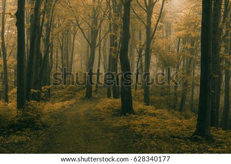 Dark foggy forest. Scary other world