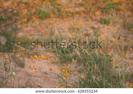 Ground and flower