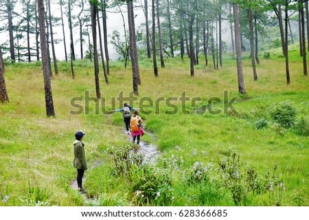 Rainforest tourism in the pine forest on the steep mountain. The weather is fresh and full of greenery. Phu Soi Dao National Park, Chat Trakan District, Phitsanulok, Thailand