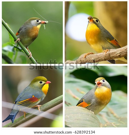 Birds collage with red-billed leiothrix singing, eating insect, holding food, looking aside
