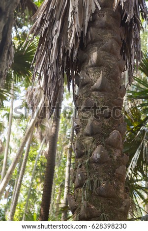 Island taraw palm. Pa Kam Chanod, Amazing Thailand.