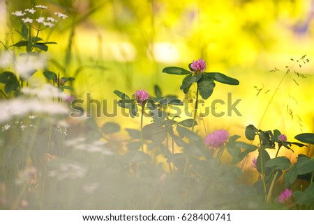 Meadow wild grass flowers of clover in nature field in the rays of sunlight summer spring close-up of a macro. A picturesque colorful artistic image with a soft focus.