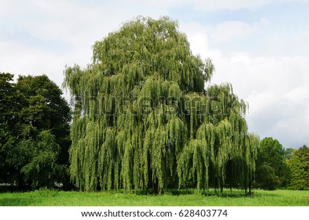 weeping willow tree also known as Babylon willow or salix babylonica                                Royalty-Free Stock Photo #628403774