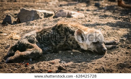 Sleeping hyena cub
