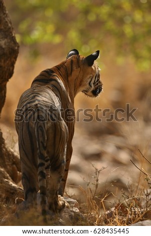 Tiger female and her cubs in the nature habitat/wild animals in the nature habitat/wild india/tigers love watter play