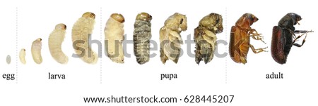 Bark Beetle (Tomicus destruens). Egg, larva, pupa and adult beetle. Young and mature stages of development. Lateral view. Isolated on a white background Royalty-Free Stock Photo #628445207