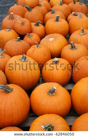 Numerous orange pumpkins fill the frame vertical