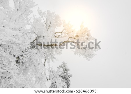 Tree covered with snow  on winter storm day in  forest mountains