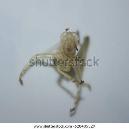 The exoskeleton of a grasshopper on a white background. This photo was taken in Brisbane, Australia.