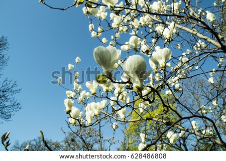 Magnolia blossom in the sunny garden on blue background