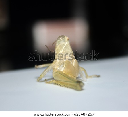The exoskeleton of a grasshopper on a white background. This photo was taken in Brisbane, Australia. 