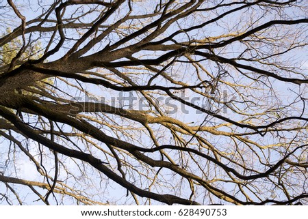 Branches in the sky background