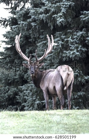 Bull Elk - Photographed in Elk State Forest, Elk County, Benezette, Pennsylvania.