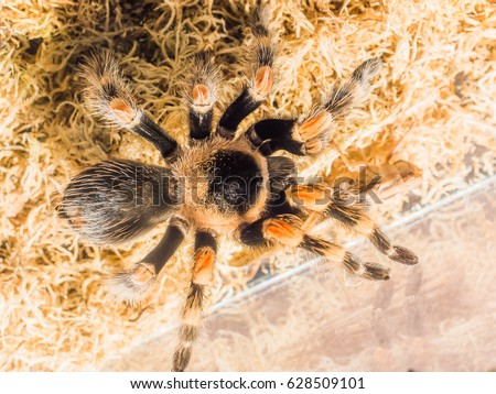Giant spider tarantula spider