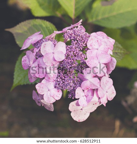 Close up of a soft pastel colored hydrangea flower.