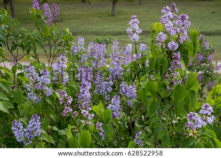 Lilac bush, lilac background