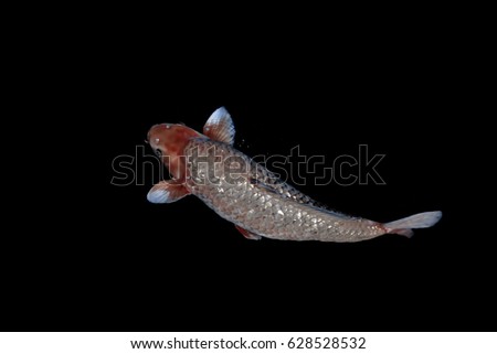 Koi fish in water wallpaper.