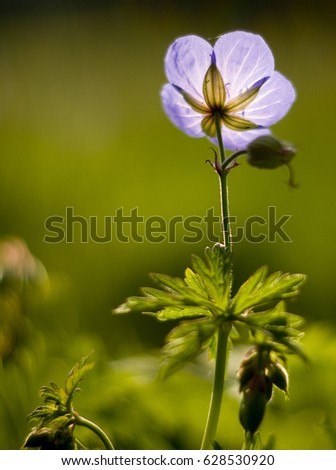 Violet macro flower