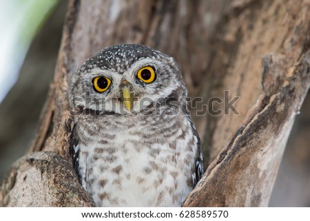 Spotted Owl Portrait 
