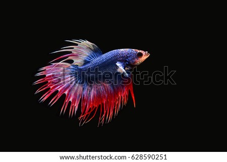 siam fighting fish by body is the flag of thailand red blue white mixed.