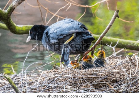 sweet little baby coot, chick, chicken