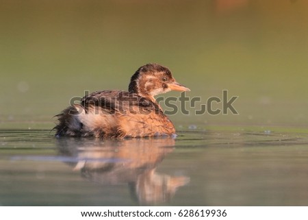 young little grebe swims in water