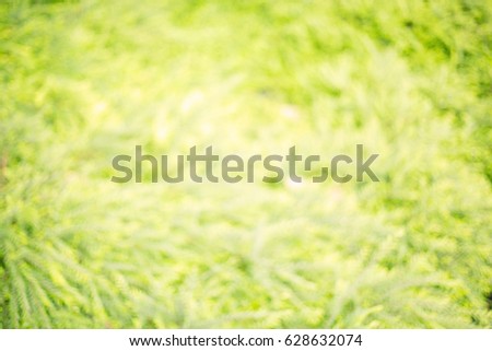 Bokeh blur leaf background. High resolution empty space concept for Banner, decoration new year 2017 card, Theme pastel color tone retro bio eco ozone csr. Abstract Healthy life growth in holy peace.