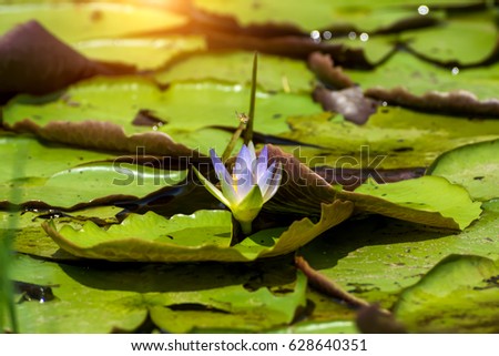 waterlily flower in the pond.