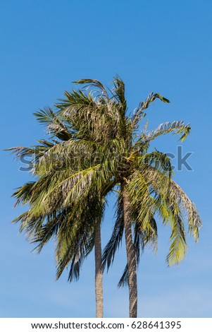 Coconut tree with blue sky background