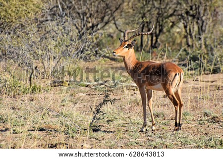 picture of an impala (gazelle) in Madikwe game reserve, South Africa.