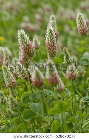 unusual high plants in the field, note shallow depth of field