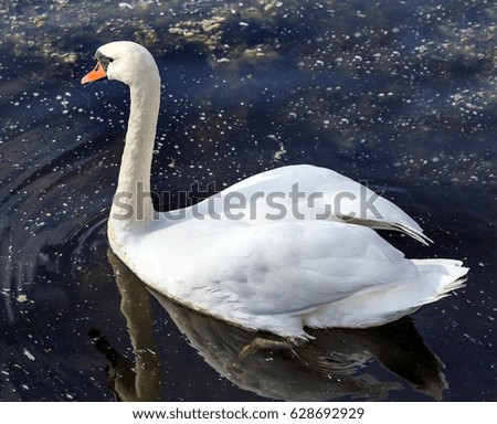 Swan swim on the lake