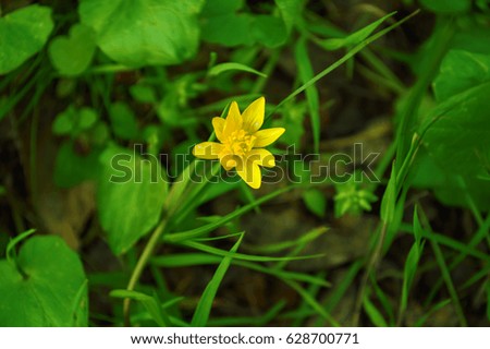 Flower blossoms over blurred nature background Spring flowers Spring Background with bokeh
