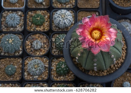 Blooming cactus,An image with shallow depth of field.