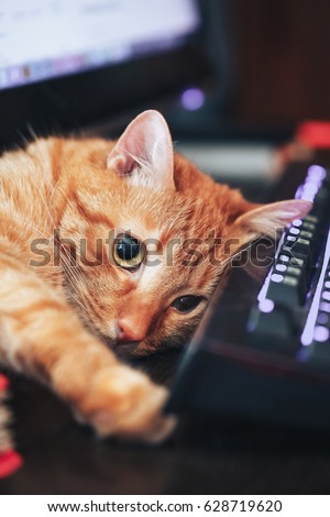 Red Ginger Cute Cat Lay over Computer Keyboard Closeup