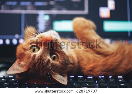 Red Ginger Cute Cat Lay Flipped over Computer Keyboard Closeup Royalty-Free Stock Photo #628719707