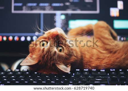 Red Ginger Cute Cat Lay Flipped over Computer Keyboard Closeup Royalty-Free Stock Photo #628719740
