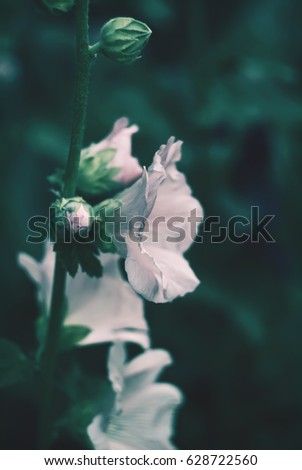 Pink mallow flowers in the garden at summer in countryside. Malva ornamental plant. Vintage toned photo. Vertical shot. Floral card. 