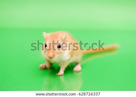 Fluffy cute rodent - gerbil on green  background