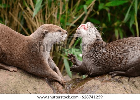 otter watching an otter eating a fish