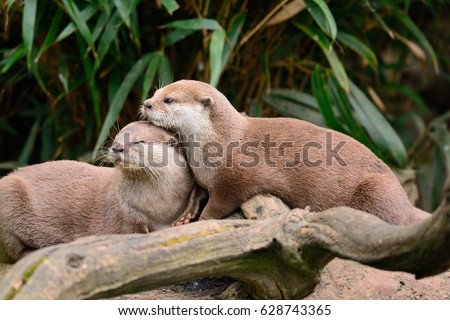 two otters cuddling