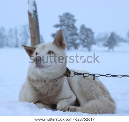 Alaskan Husky Sled dog ready to run true winter wonderland.