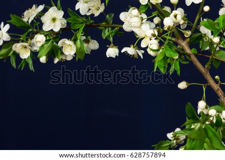 Blooming of sakura or cherry flowers in spring time with green leaves, in black blue background. mock-up on copy space for Inscriptions.