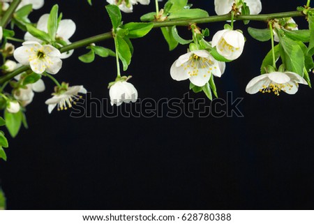 Blooming of sakura or cherry flowers in spring time with green leaves, in black blue background. mock-up on copy space for Inscriptions.